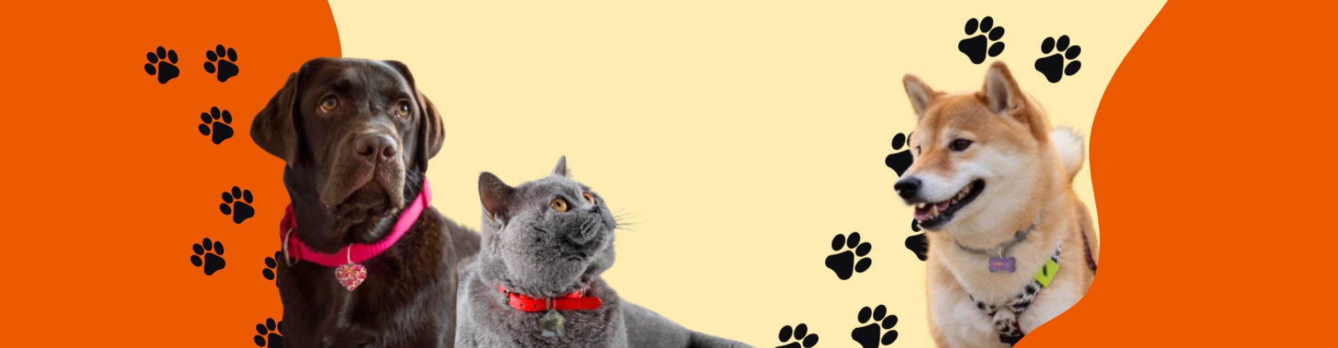 Joias Pet Care com APP+NFC