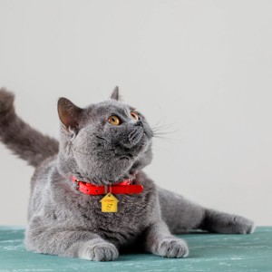 Joia Pet Care Casa com NFC por aproximação via APP