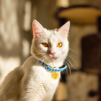 Joia Pet Care Gato com NFC por aproximação via APP
