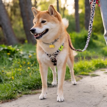 Joia Pet Care Osso com NFC por aproximação via APP